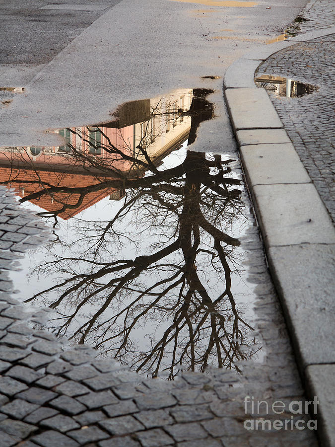 Tree in the Puddle Photograph by Michal Boubin