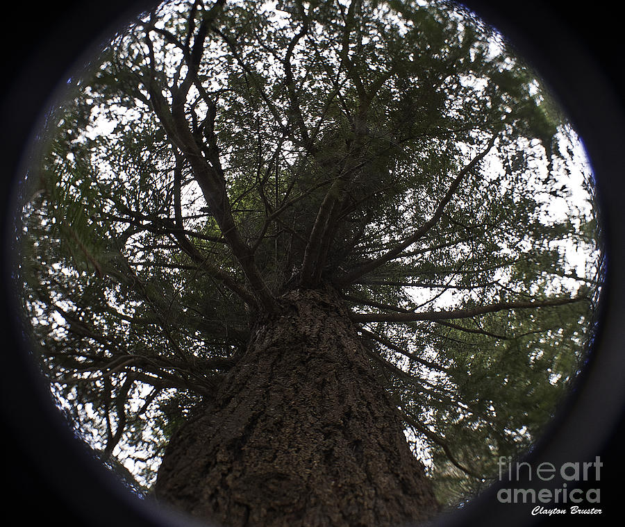 Tree In The Round Photograph by Clayton Bruster