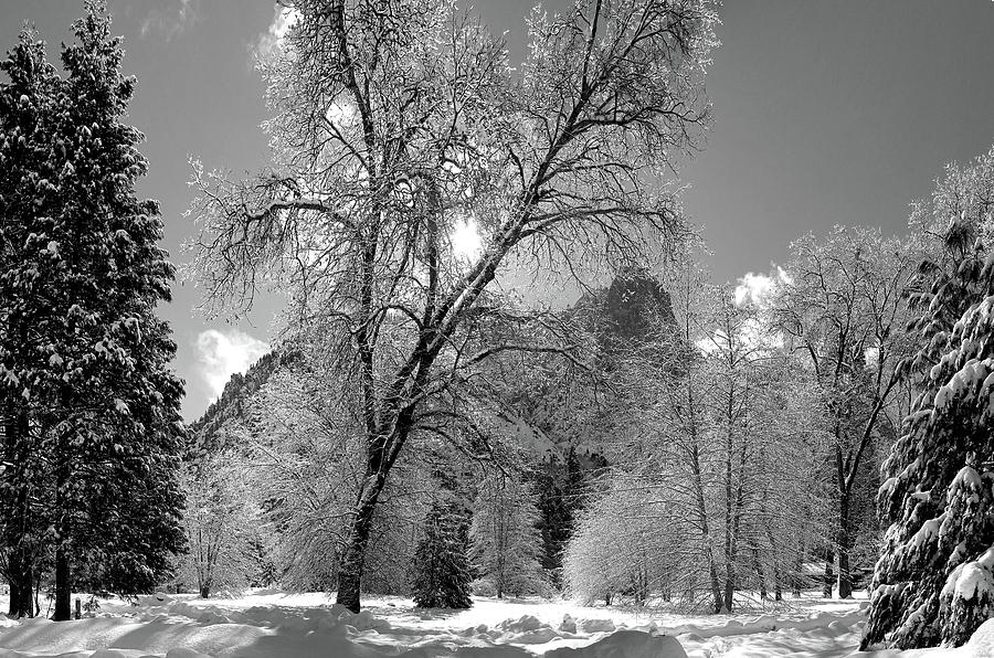 Tree in the Snow Yosemite Valley California Landscape Art Photograph by Larry Darnell