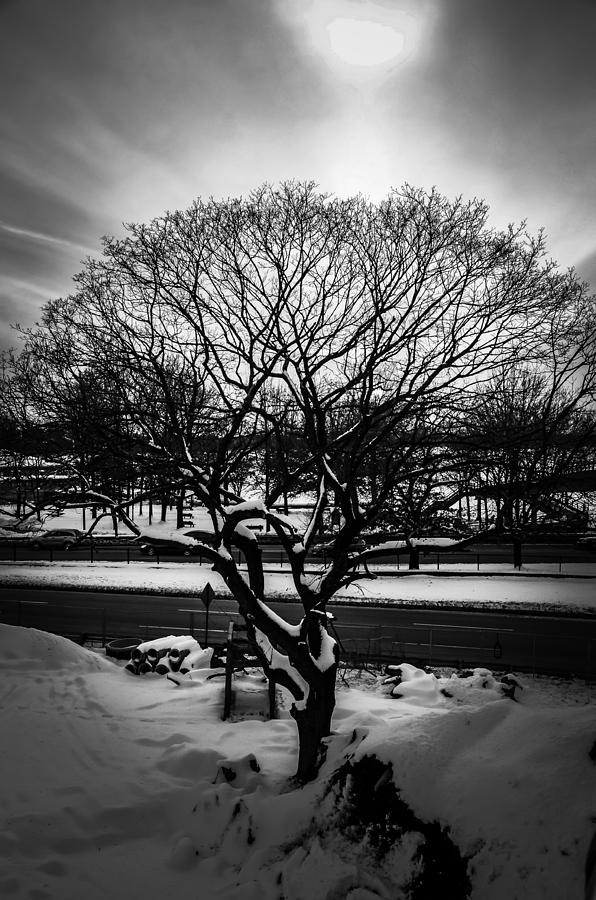 Boston Photograph - Tree in the sun by Tyler Wiggins