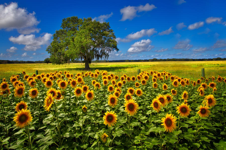 Tree in the Sunflower Field Photograph by Debra and Dave Vanderlaan