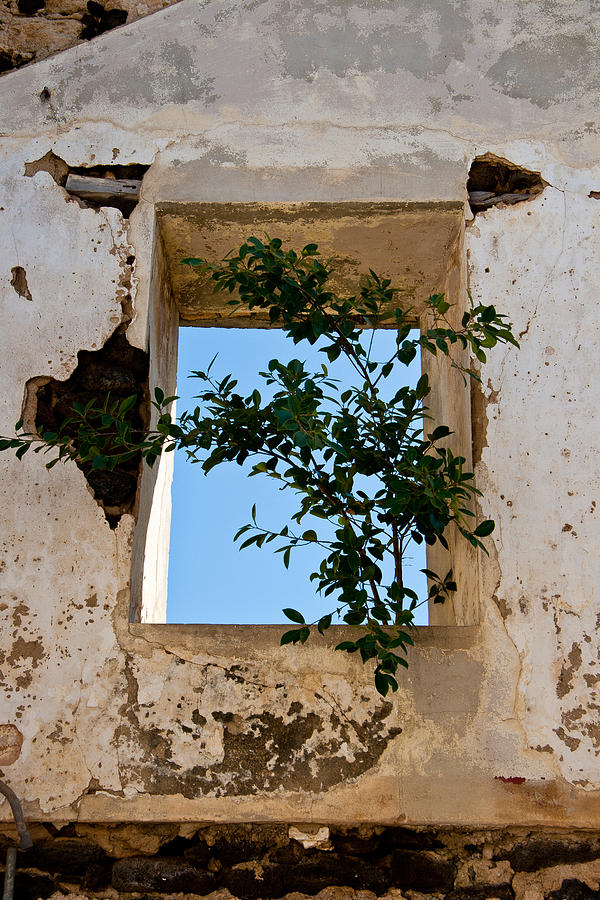 Tree in the Window Photograph by Roger Mullenhour