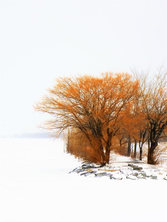 Tree in the Winter Photograph by Cristina Stefan