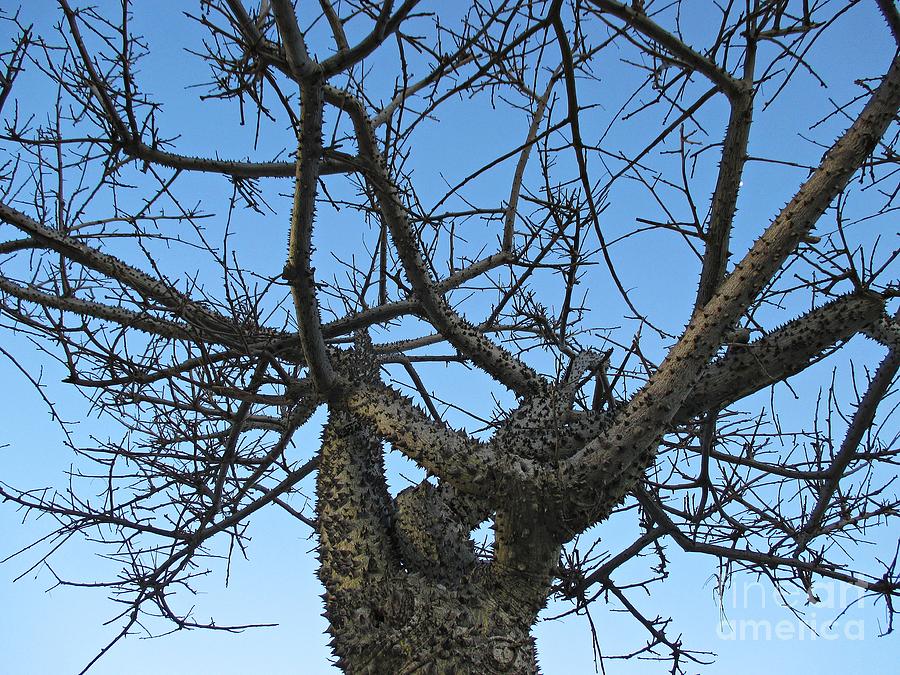 Silk Floss Tree in Torremolinos Photograph by Chani Demuijlder