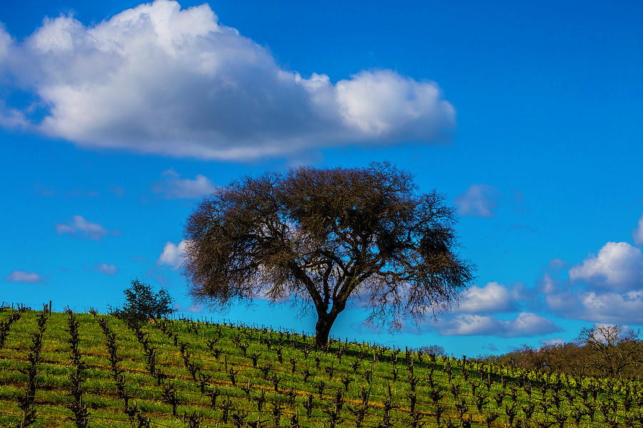 Tree In Vineyard With Clouds Photograph by Garry Gay
