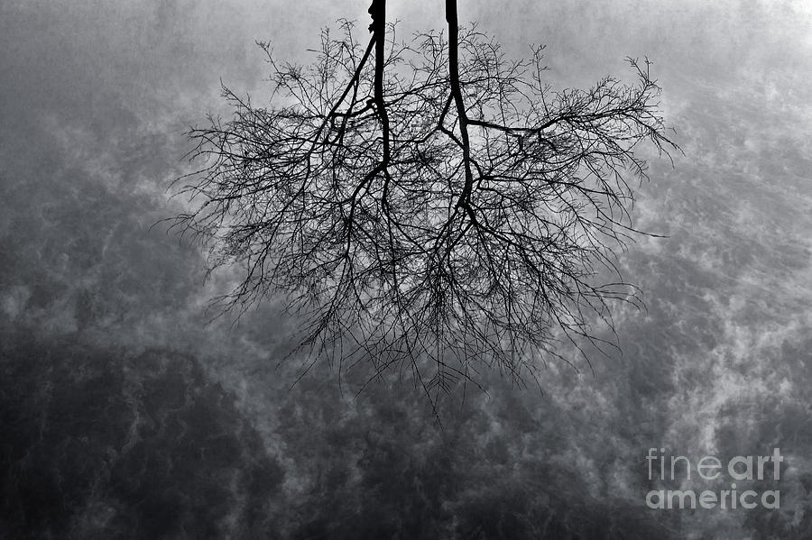 Tree In Water Photograph by Awais Yaqub Tree In Water Photograph by Awais Yaqub