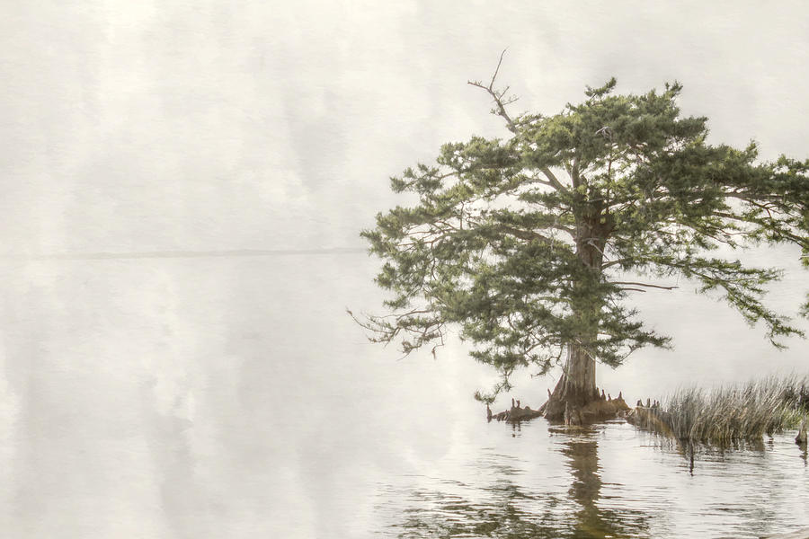 Tree in Water  Digital Art by Randy Steele