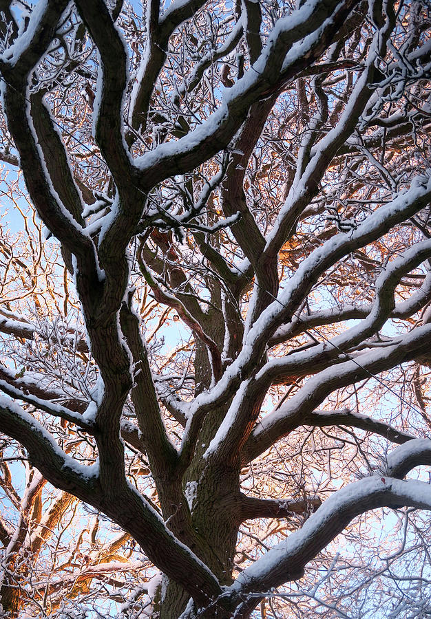 Tree in winter 2 Photograph by Zoe Oakley