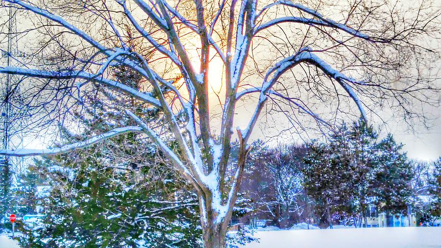 Tree in Winter Photograph by Becky Kurth