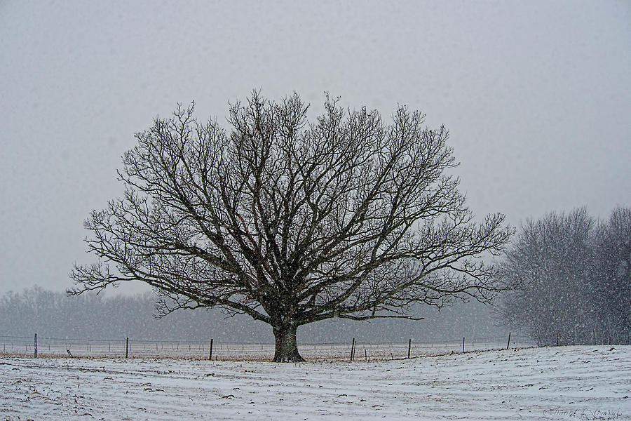 Tree in Winter Photograph by David Arment