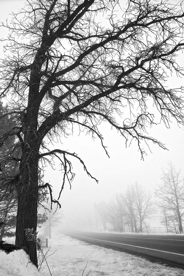 Tree in Winter Fog Photograph by Lars Lentz