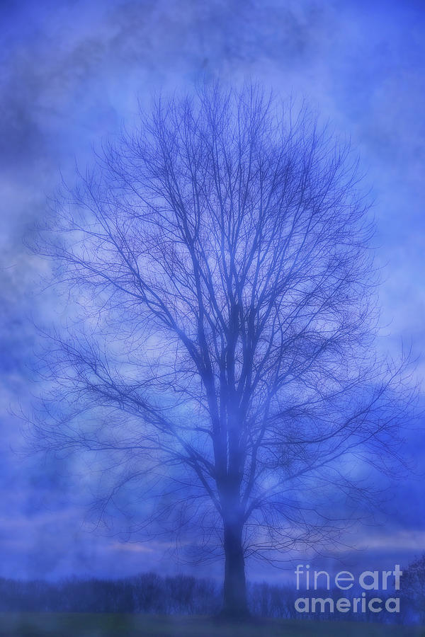 Tree in Winter Fog Digital Art by Randy Steele