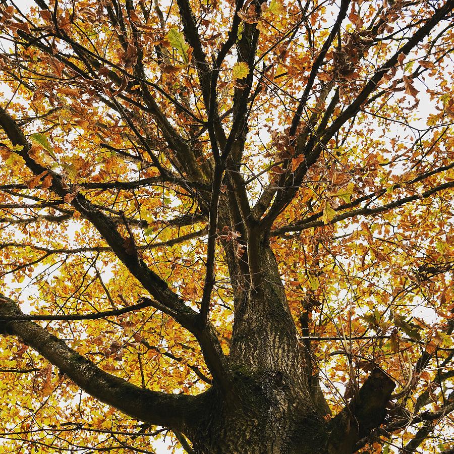 Tree is life. Plant one for your future by Santosh Puthran Tree is life. Plant one for your future by Santosh Puthran