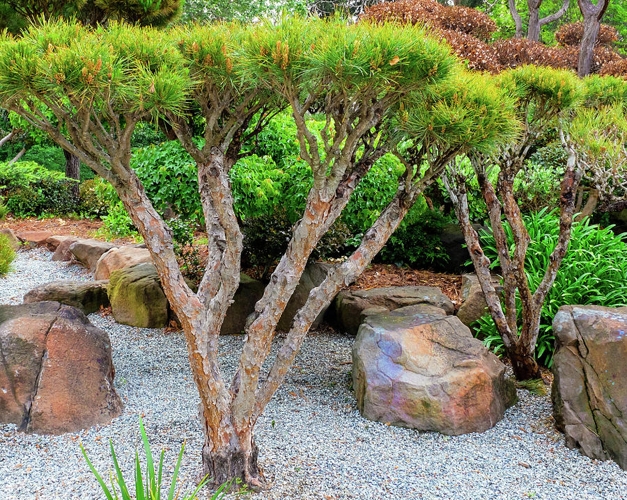 Tree Japanese Tea Garden Hayward California 3 Photograph By Kathy