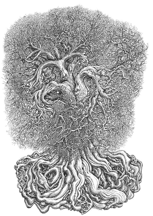 Tree Drawing By Joe Macgown