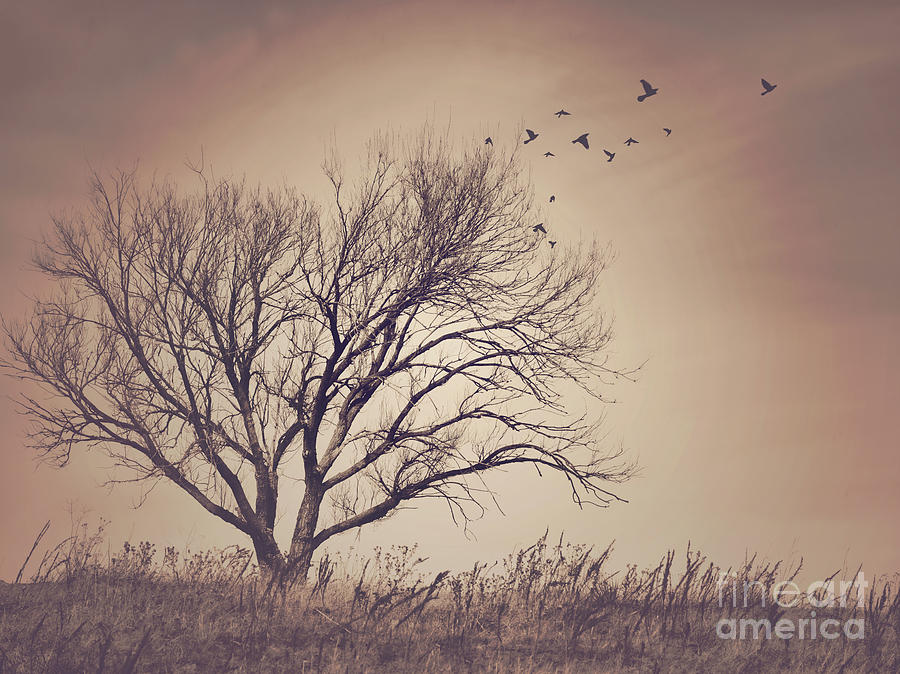Tree Photograph by Juli Scalzi