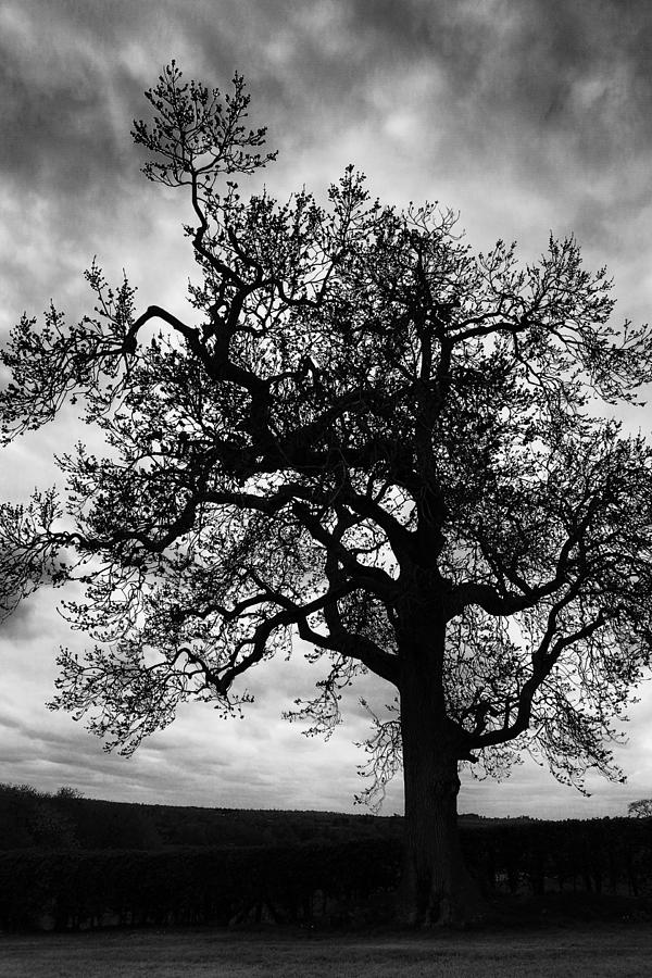 Tree Digital Art by Kaye Smyth Fine Art America