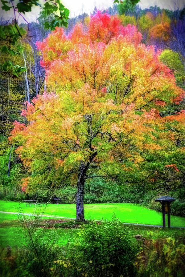 Fall Photograph - Tree Kent Falls by Bruce Barrett