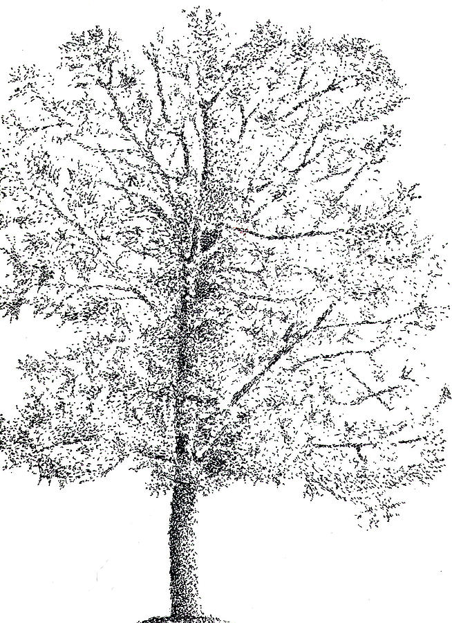 Black And White Drawing - Tree by Kevin Callahan