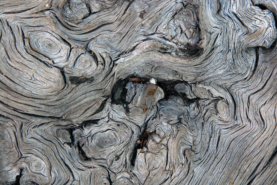 Tree Knot Pattern Photograph by Michelle Halsey