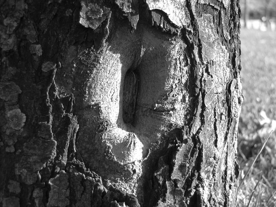 Tree Knot Photograph by Peter Aiello Fine Art America
