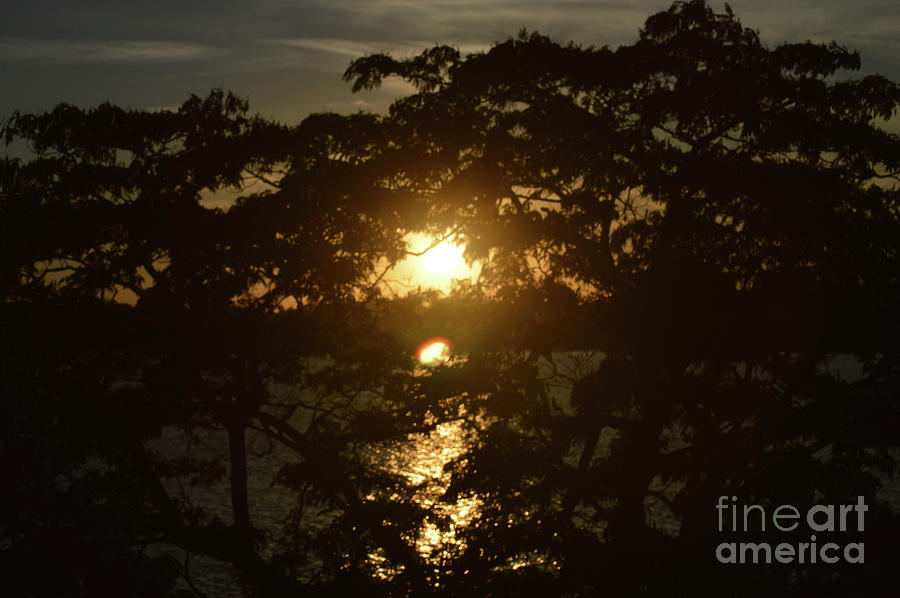 Sunset Photograph - Tree Lake and Sunset by Aicy Karbstein