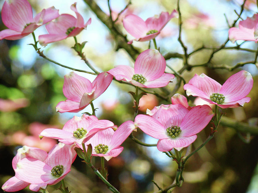 Tree Landscape Pink Dogwood Flowers Baslee Troutman Photograph by Patti Baslee