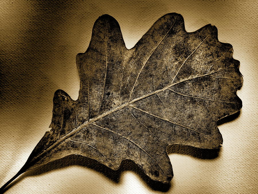 Tree Leaf -sepia Photograph by Tom Druin