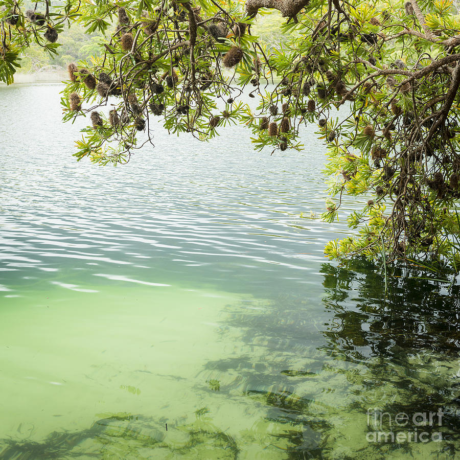 Tree Photograph - Tree Leaves Above Lake by THP Creative