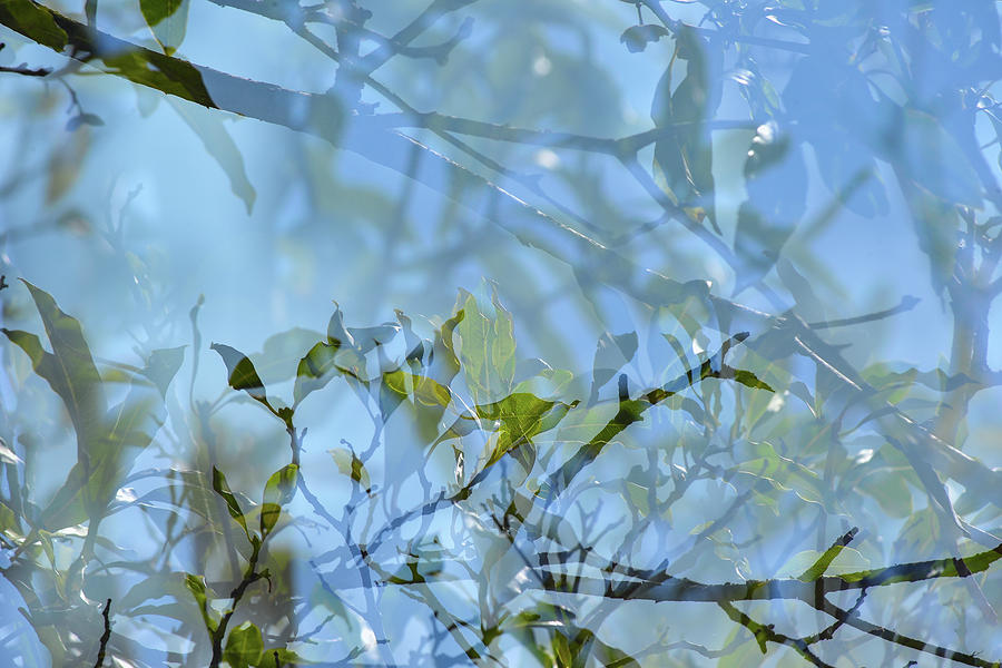 Tree Leaves Multiple Exposure Abstract I Photograph by Linda Brody