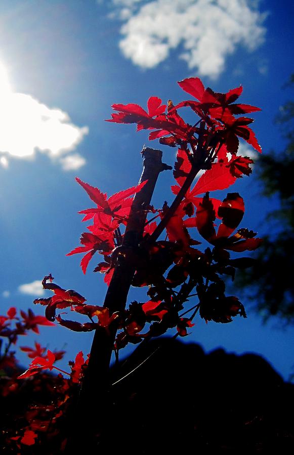 Nature Photograph - Tree Leaves Red 061814A by Edward Dobosh
