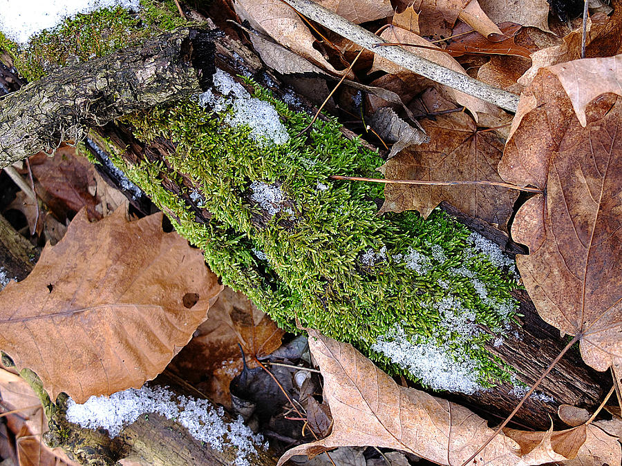 Tree Lichen Photograph by Scott Kingery