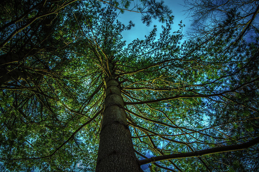 Tree Light Photograph by Bruce Pritchett