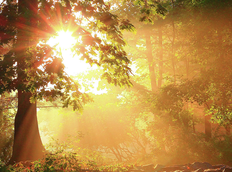 Tree Photograph - Tree Light-gods Rays by Brian Pflanz Tree Photograph - Tree Light-gods Rays by Brian Pflanz