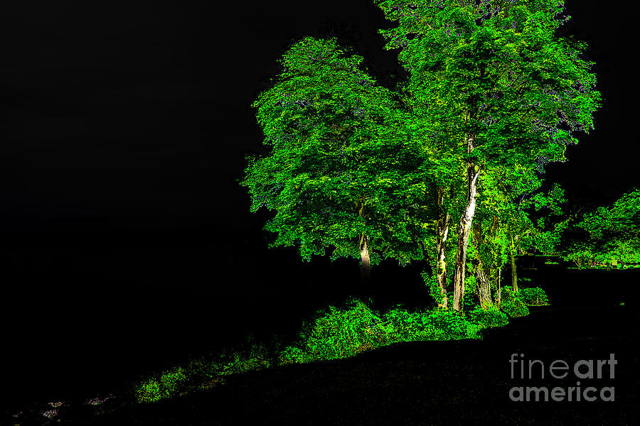 Nature Photograph - Tree Light by William Norton