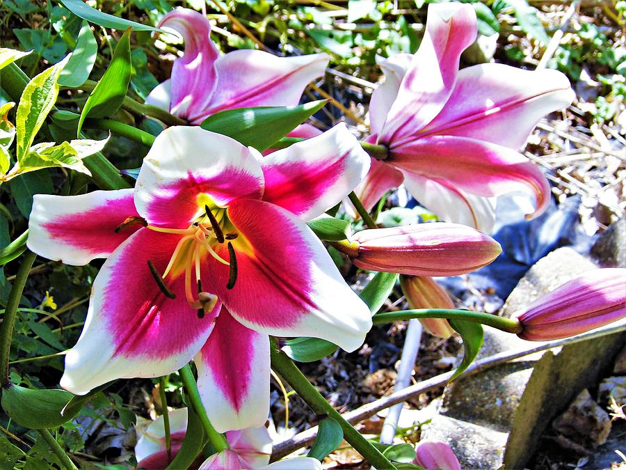 Tree Lilies Photograph by My Rubio Garden - Fine Art America