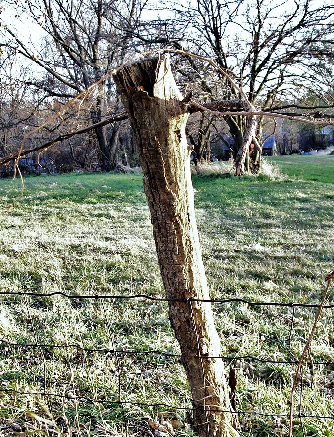 Tree Limb For Fence Post Photograph by Marsha Heiken