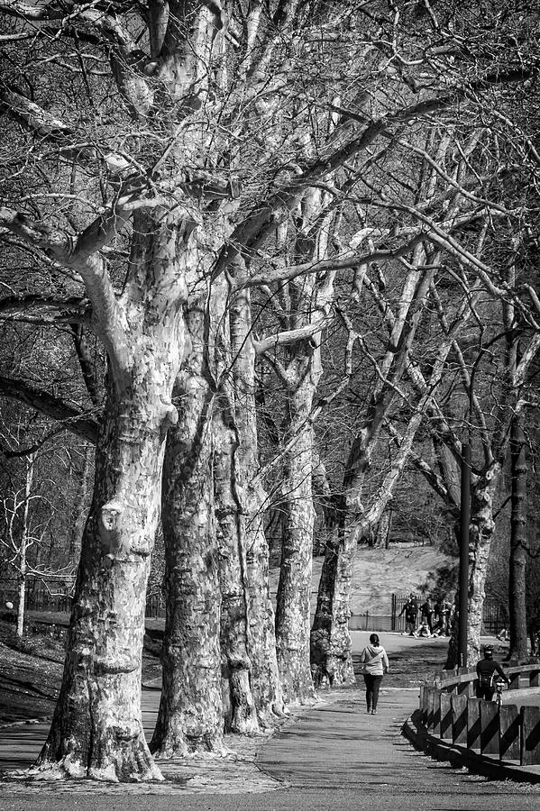 Tree Line Photograph by Alan Raasch