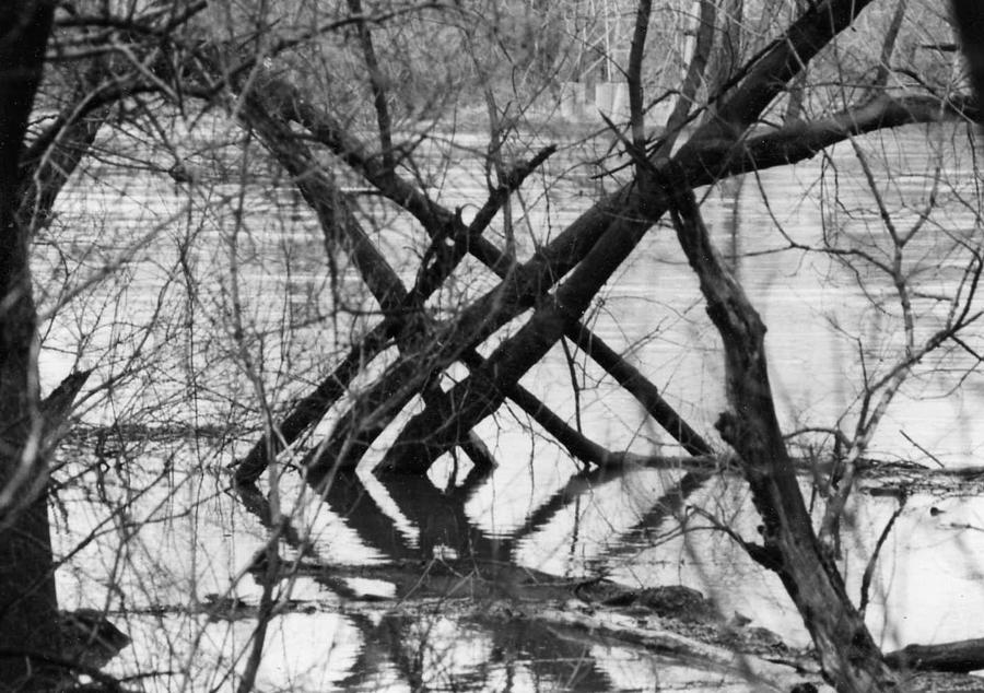 Tree Photograph - Tree Line by Cynthia Ann Swan