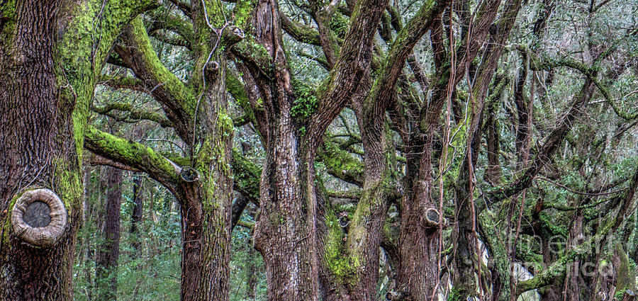 Tree Line Photograph