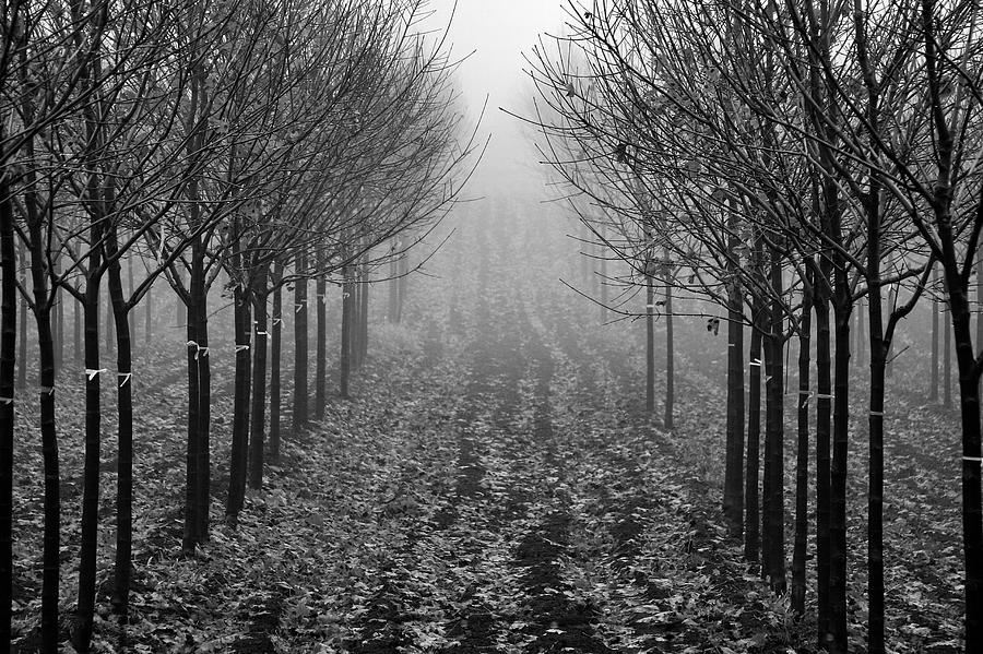 Tree Photograph - Tree Line by David  Hubbs