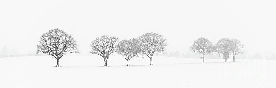 Tree Photograph - Winter Tree Line In Snow  by Amanda Elwell