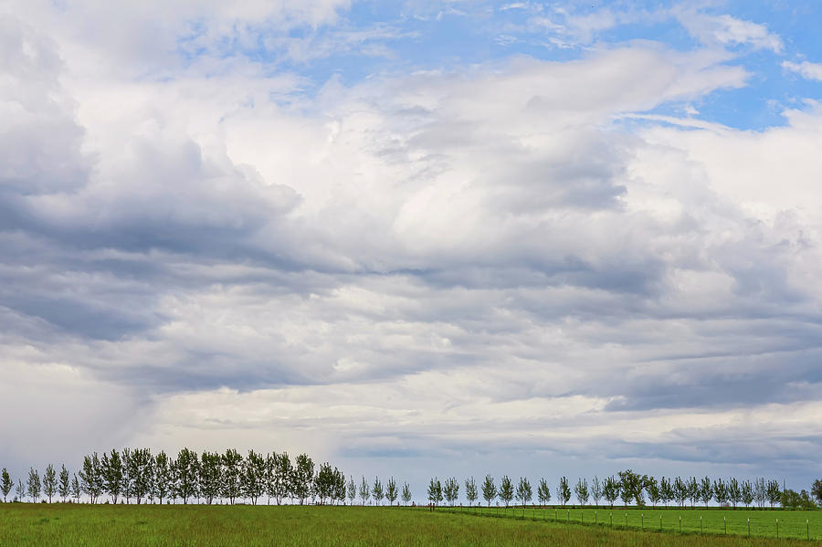 Tree Line Photograph by James BO Insogna