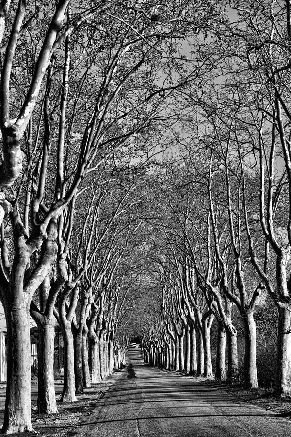Tree Line Lambasc France Photograph by Hugh Smith