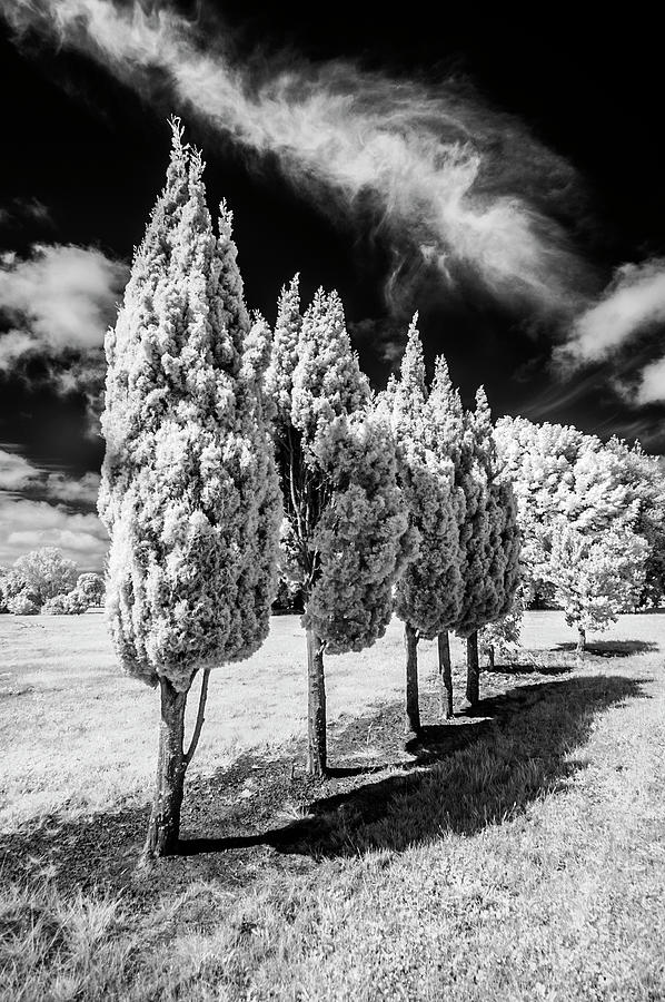 Tree Line-Up Photograph by Roseanne Jones