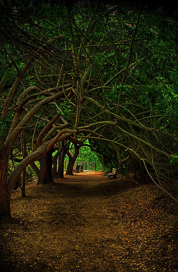 Tree Lined Archway Photograph by Joseph Hollingsworth