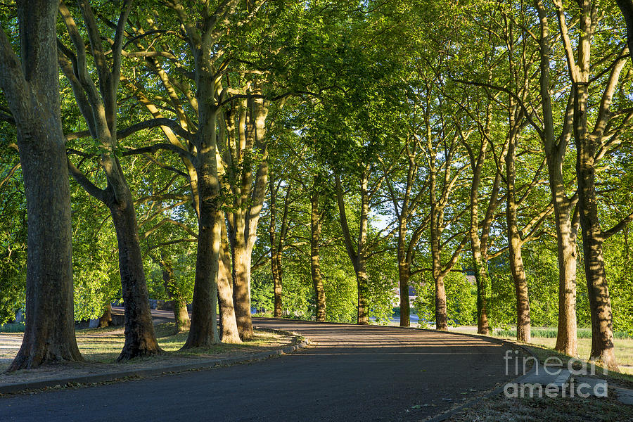 Tree-lined Avenue Photograph by Brian Jannsen