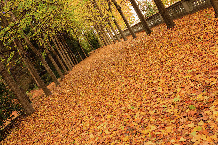 Tree Photograph - Tree-lined Avenue With Leaves by Daniele Mattioda