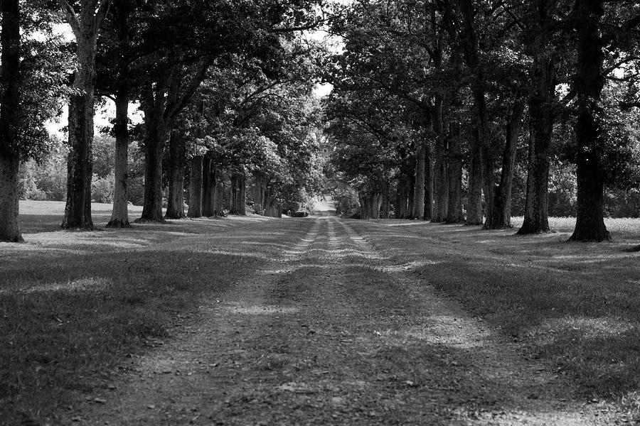 Tree-Lined Carriageway Photograph by Jeff Severson
