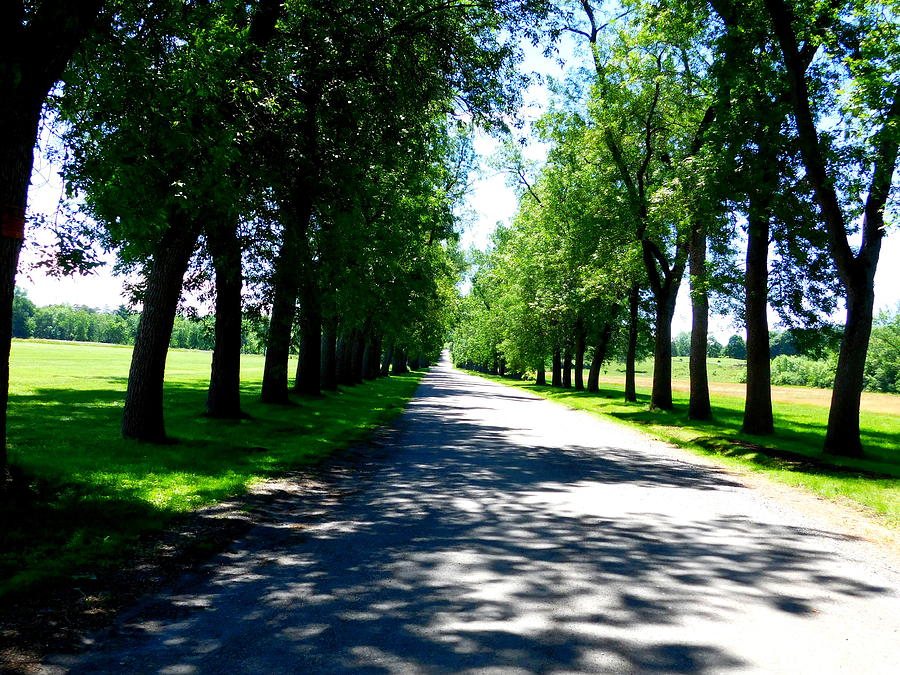 Tree Lined Drive Photograph by Catherine Gagne